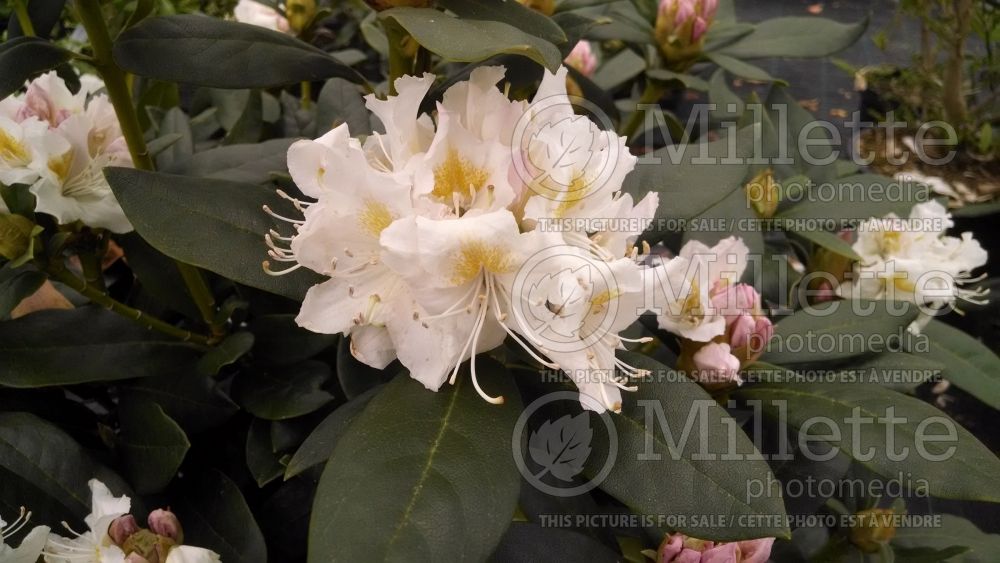 Rhododendron aka azalea Cunningham's White (Rhododendron) 9