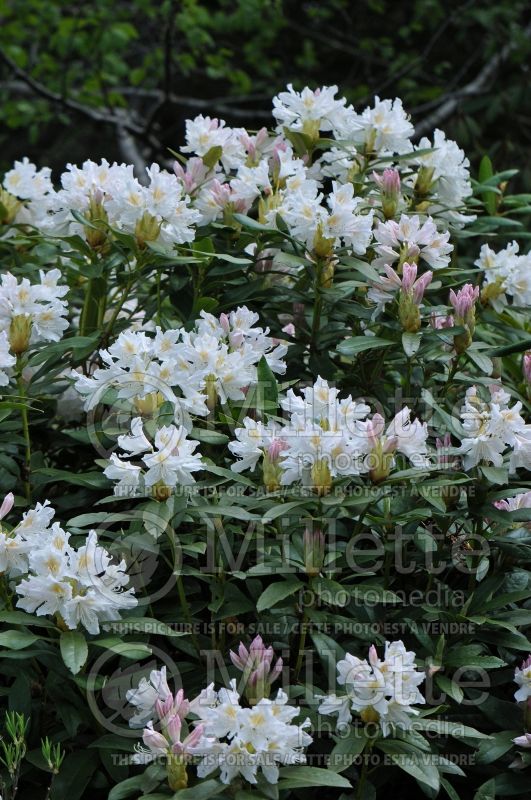 Rhododendron aka azalea Cunningham's White (Rhododendron) 4