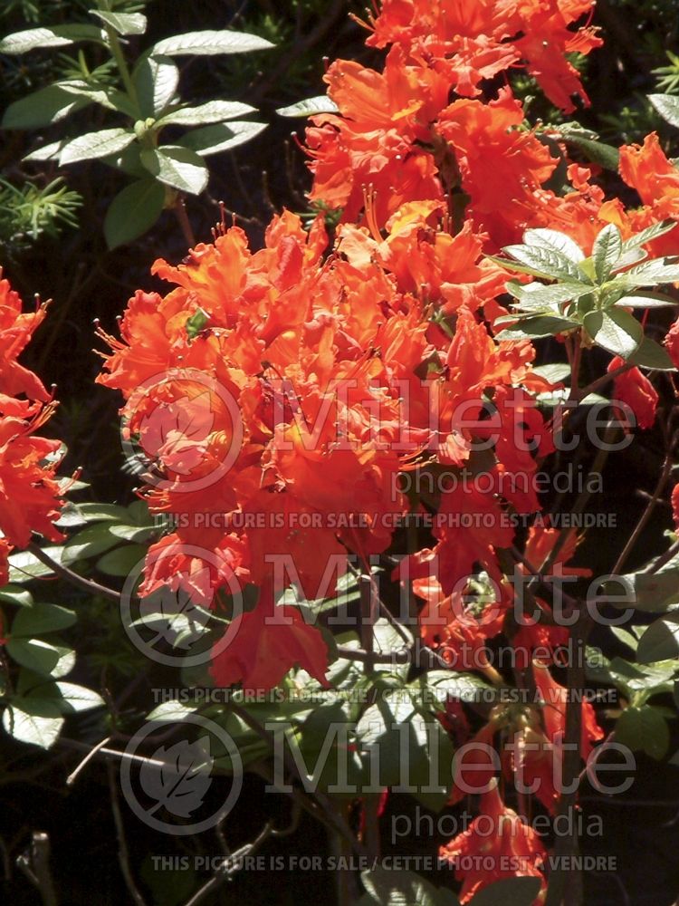 Rhododendron aka Azalea Gibraltar (Rhododendron Azalea) 2  