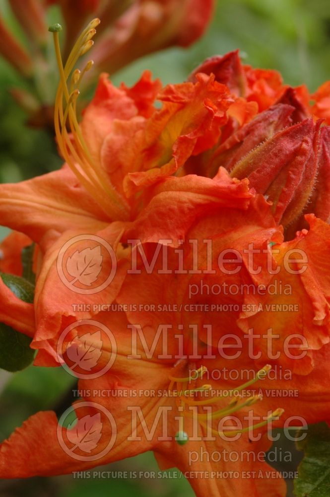 Rhododendron aka Azalea Gibraltar (Rhododendron Azalea) 5  