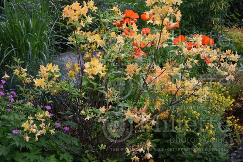 Rhododendron aka Azalea Golden Lights (Rhododendron Azalea) 1 