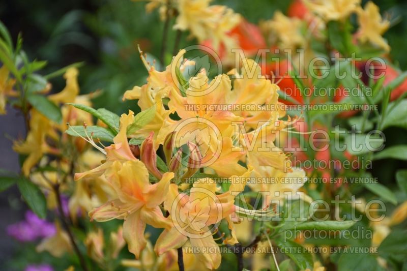 Rhododendron aka Azalea Golden Lights (Rhododendron Azalea) 2 