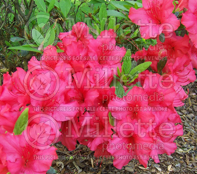 Azalea aka Rhododendron Hino Crimson (Rhododendron) 1 