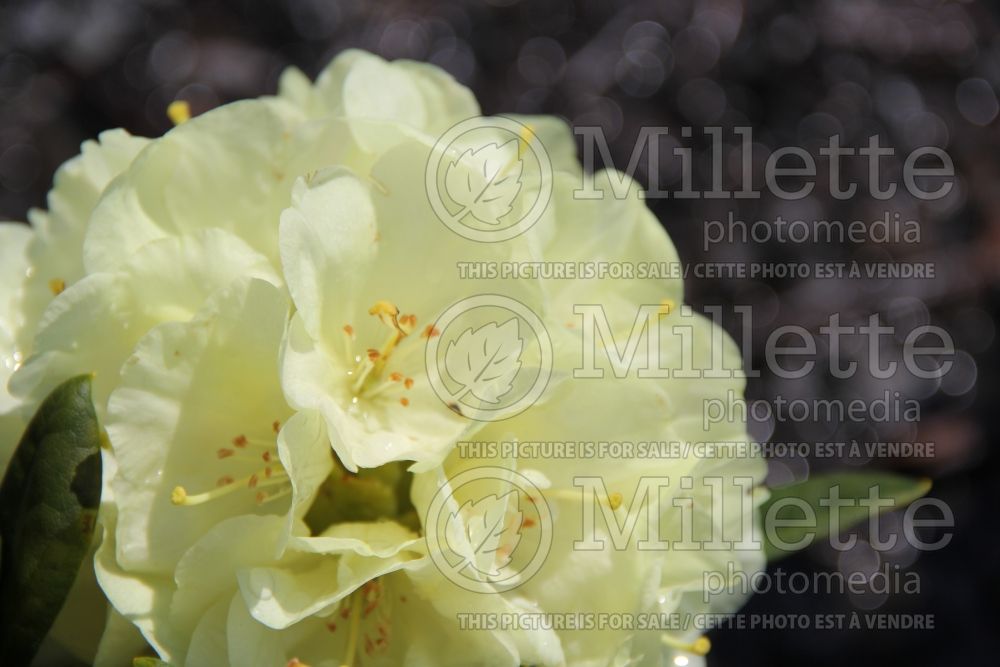 Azalea aka Rhododendron Lemon Dream (Rhododendron Azalea) 6  