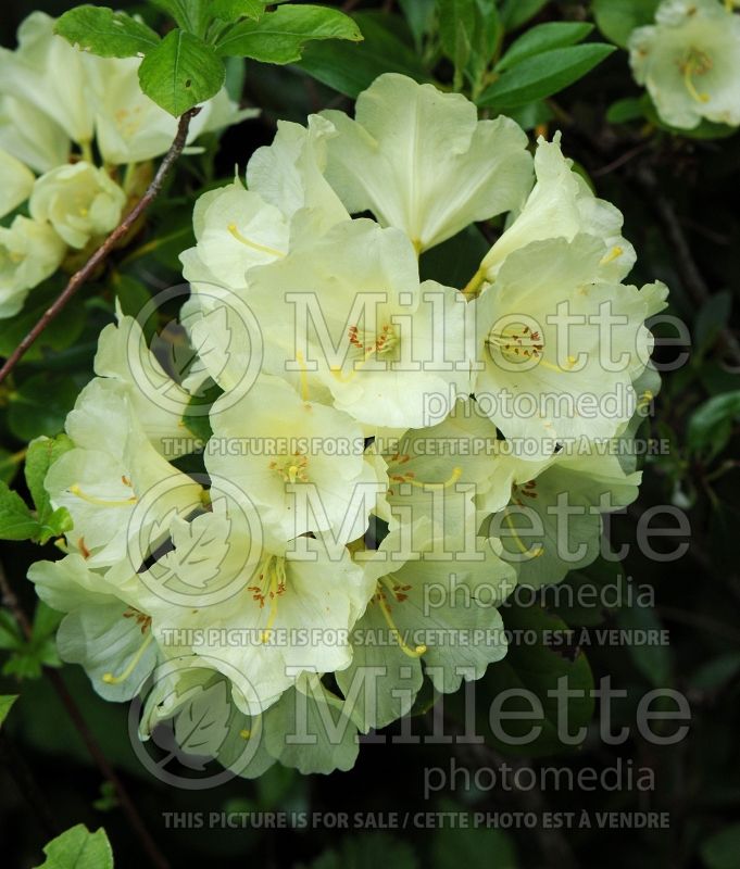 Rhododendron or Azalea Lemon Dream (Rhododendron Azalea) 3  