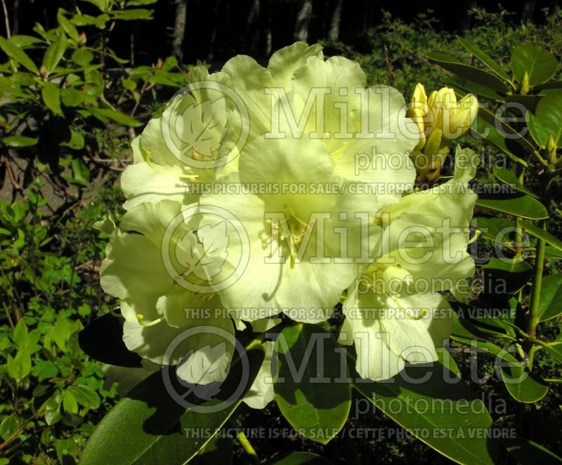 Rhododendron or Azalea Lemon Dream (Rhododendron Azalea) 4  