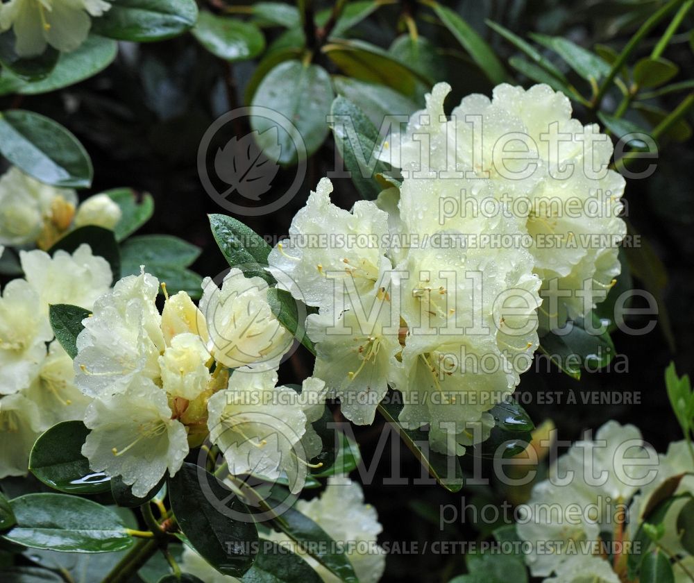 Rhododendron or Azalea Lemon Dream (Rhododendron Azalea) 1  