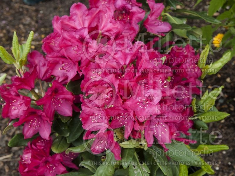 Rhododendron or azalea Nova Zembla (Azalea) 10