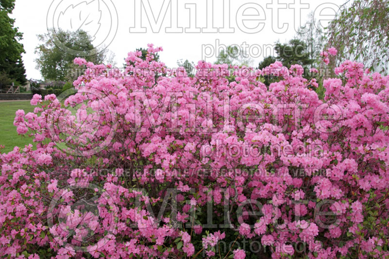 Rhododendron Olga Mezitt (Rhododendron Azalea) 2 