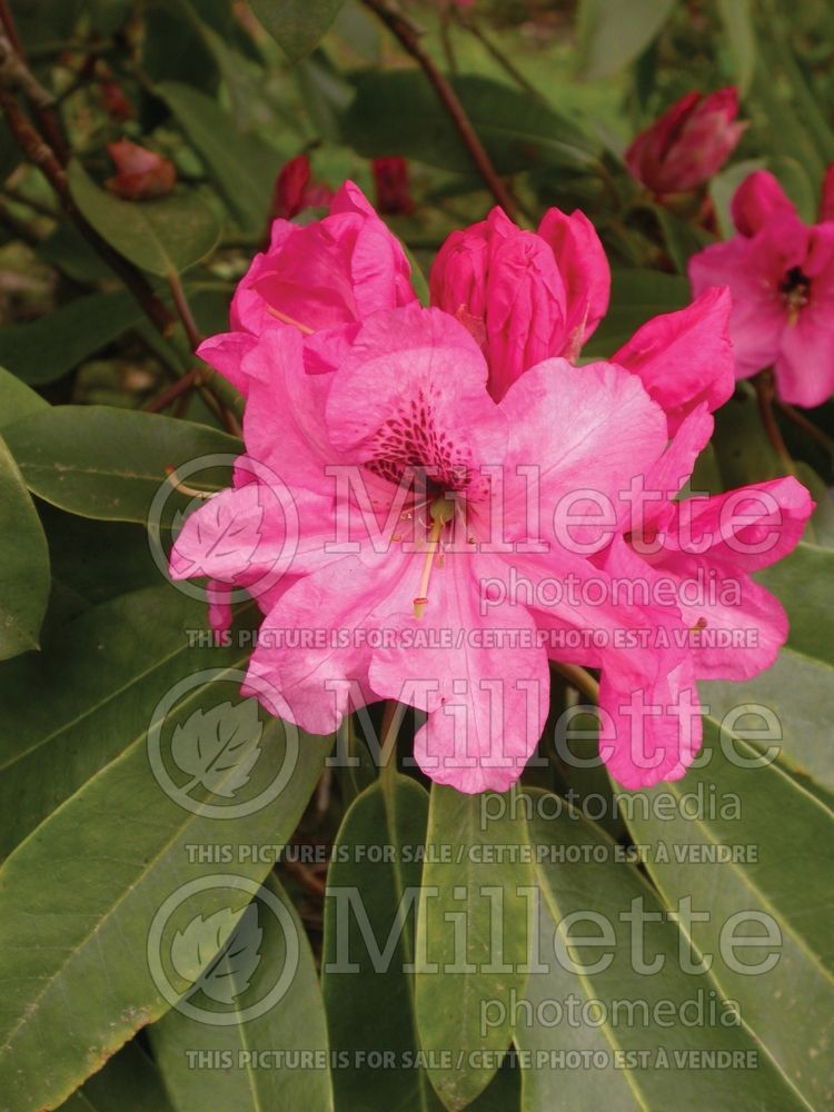 Rhododendron or Azalea Pink Treasure  (Rhododendron Azalea) 1 