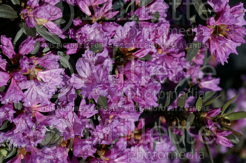 Rhododendron aka Azalea PJM Checkmate (Rhododendron Azalea) 2 