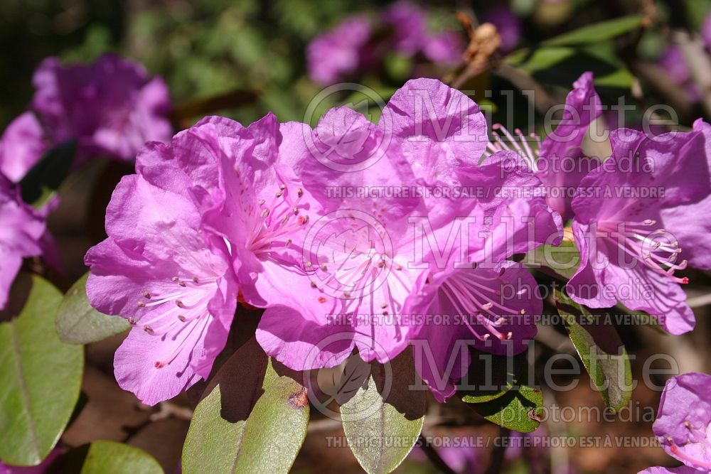 Rhododendron aka Azalea PJM Checkmate (Rhododendron Azalea) 3