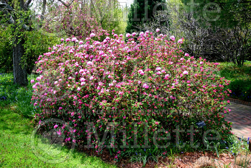 Rhododendron or Azalea PJM (Rhododendron Azalea) 12 