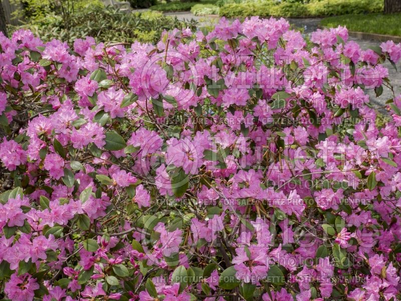 Rhododendron Olga Mezitt (Rhododendron Azalea) 12 