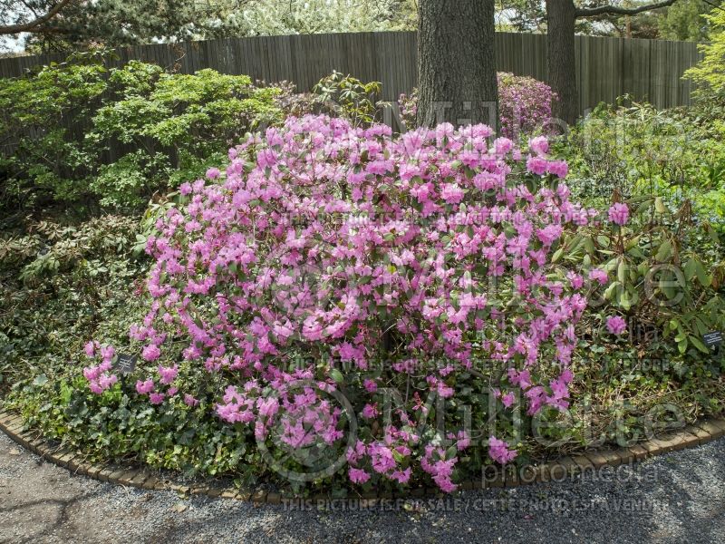 Rhododendron Olga Mezitt (Rhododendron Azalea) 11 