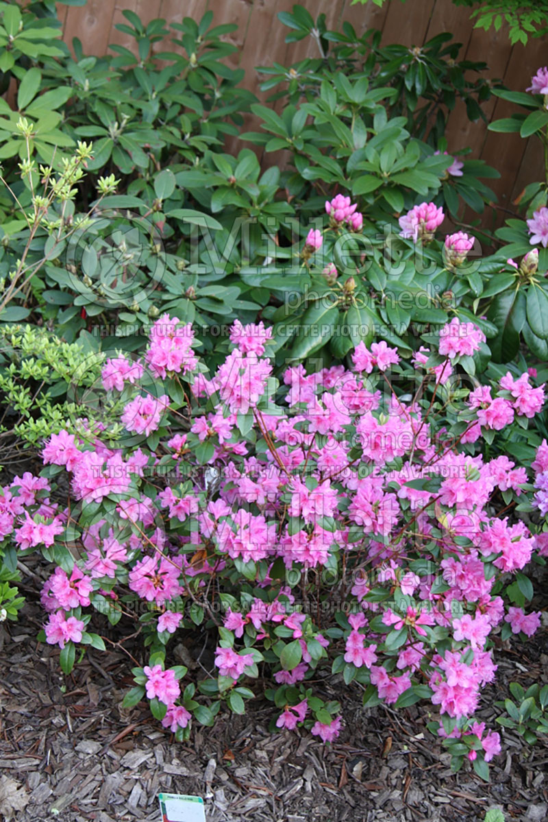 Rhododendron Olga Mezitt (Rhododendron Azalea) 5 