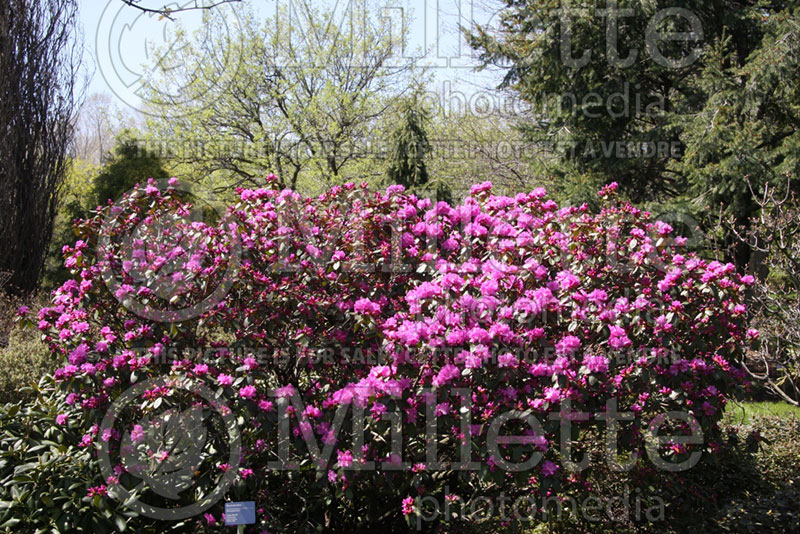 Rhododendron Olga Mezitt (Rhododendron Azalea) 6 