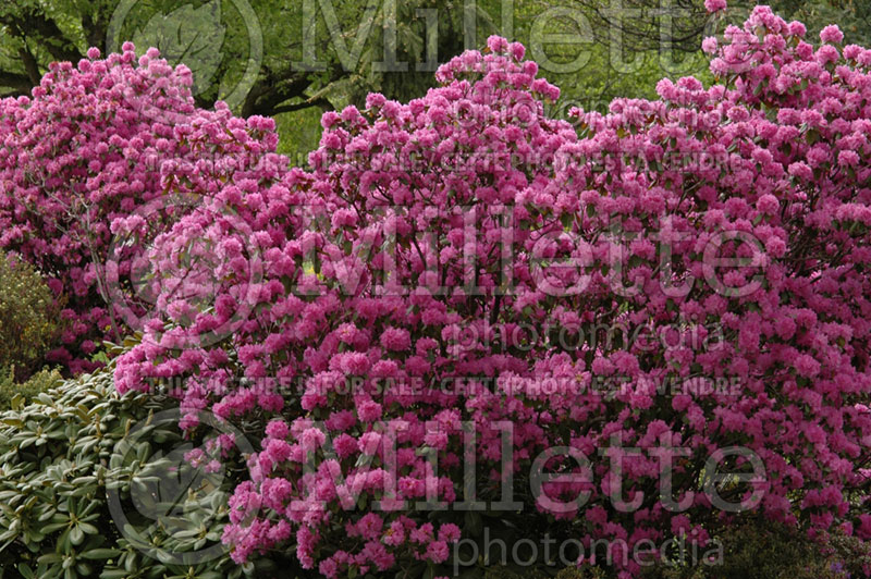 Rhododendron Olga Mezitt (Rhododendron Azalea) 7 