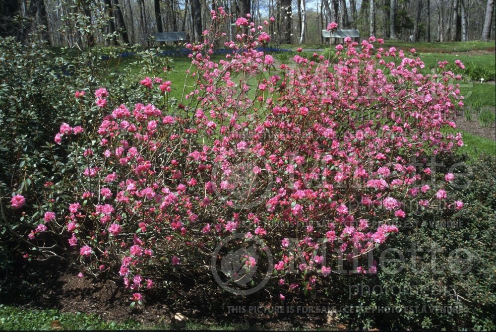 Rhododendron Olga Mezitt (Rhododendron Azalea) 10 