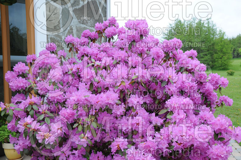 Rhododendron or azalea PJM (Rhododendron) 1 