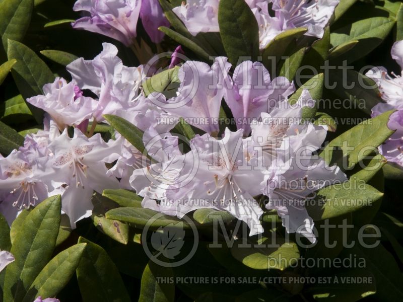 Rhododendron or azalea Pohjola's Daughter (Azalea) 4