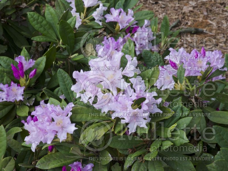 Rhododendron or azalea Pohjola's Daughter (Azalea) 5