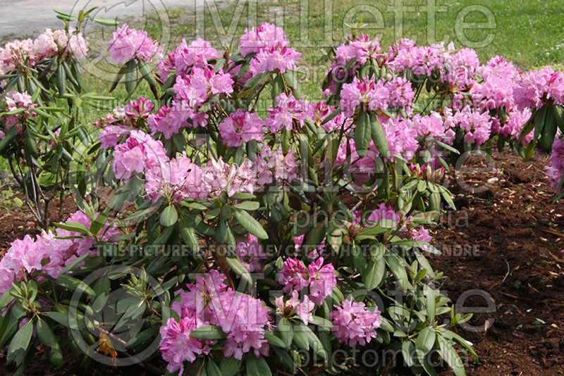 Rhododendron aka azalea Roseum Elegans (Azalea) 1 