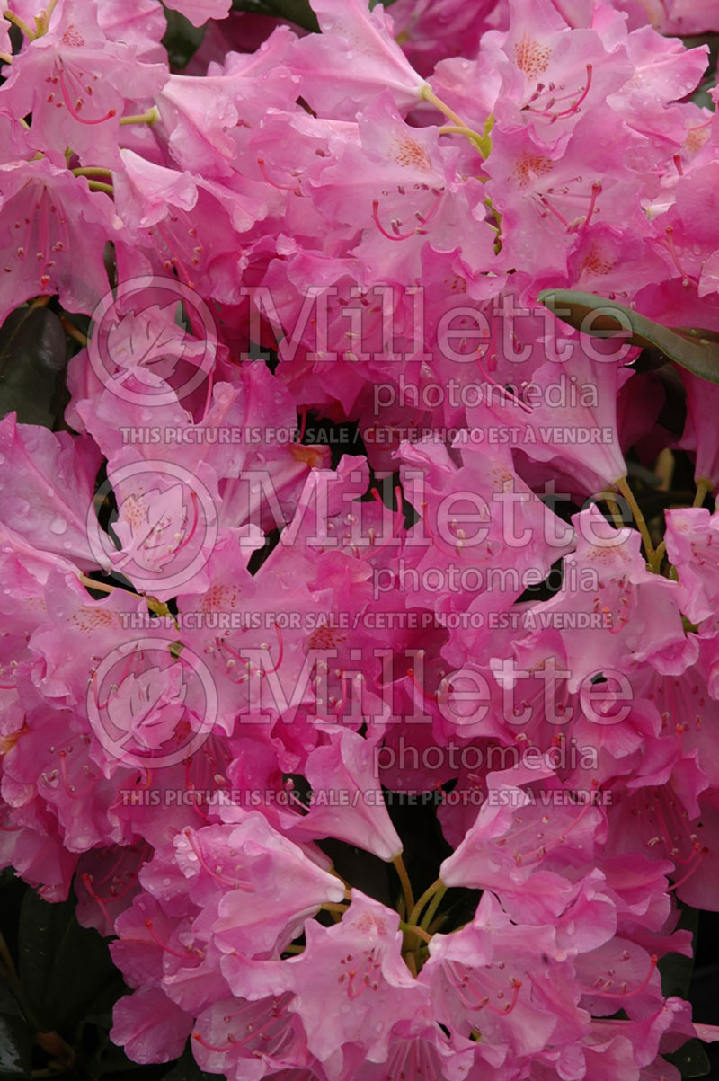 Rhododendron aka azalea Roseum Elegans (Azalea) 2 