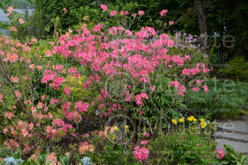 Rhododendron Rosy Lights (Rhododendron Azalea) 2 