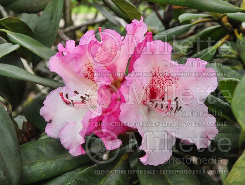 Rhododendron or Azalea Simona (Rhododendron Azalea) 1  