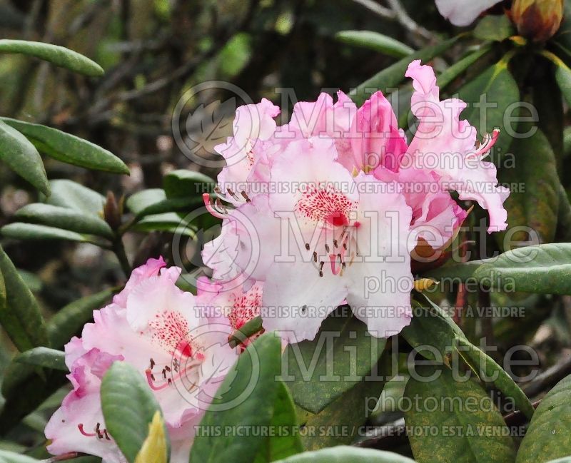 Rhododendron or Azalea Simona (Rhododendron Azalea) 3  