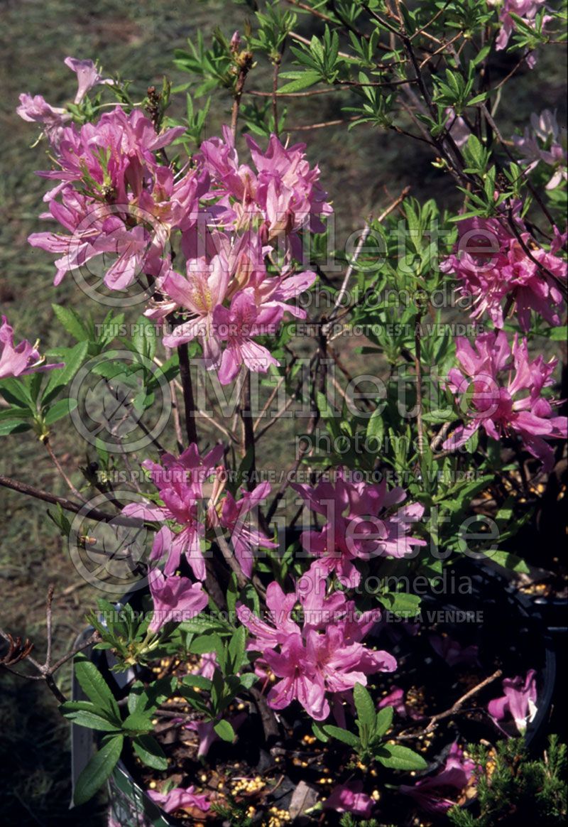 Rhododendron or azalea Western Lights (Azalea)  2