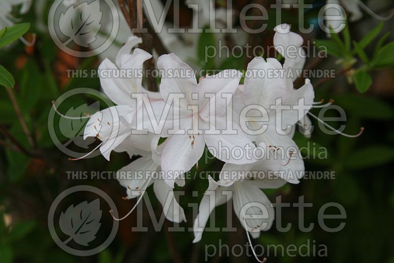 Rhododendron or azalea White Lights (Azalea)  2