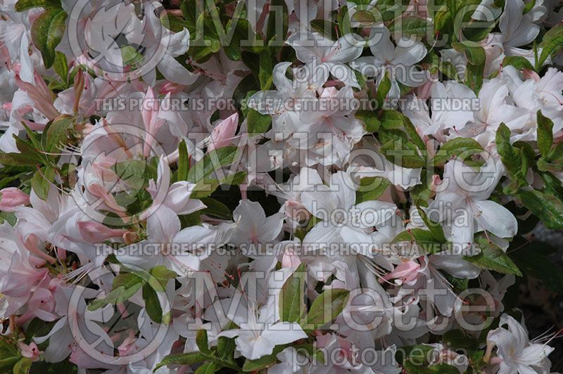 Rhododendron or azalea White Lights (Azalea)  4