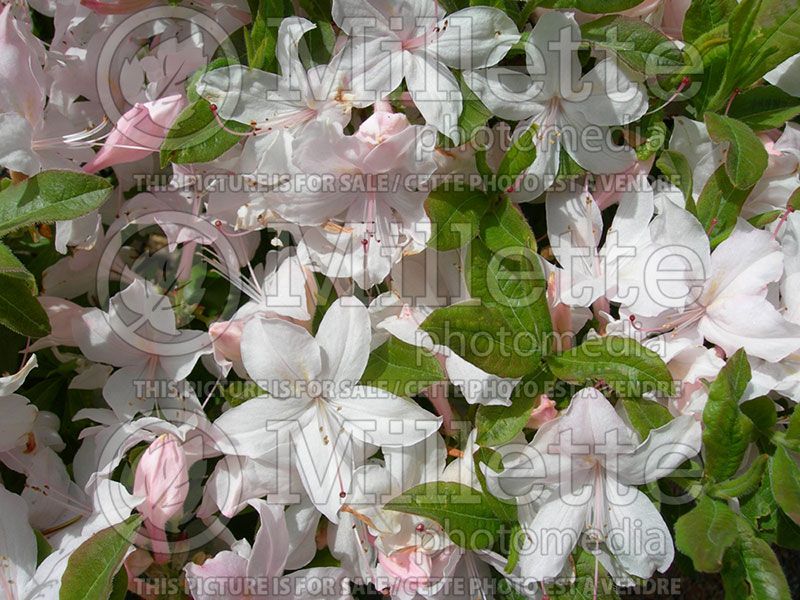 Rhododendron or azalea White Lights (Azalea)  3