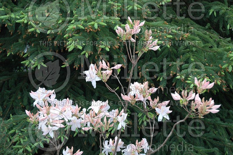 Rhododendron or azalea White Lights (Azalea)  8