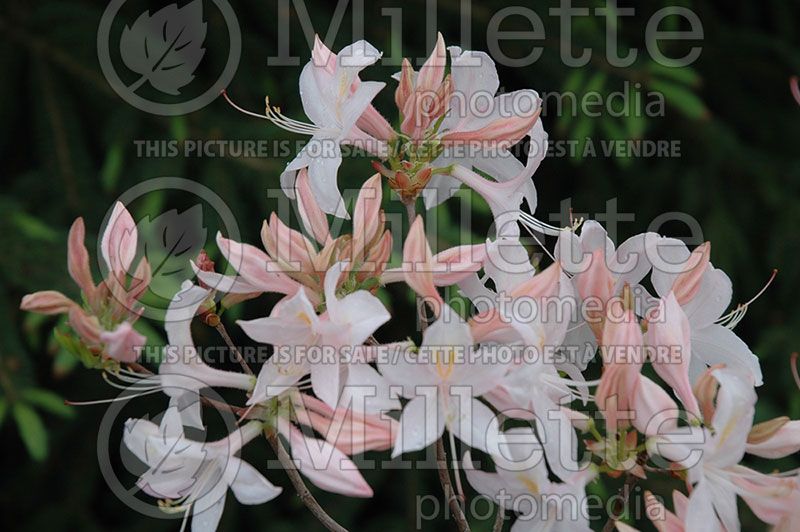 Rhododendron or azalea White Lights (Azalea)  9