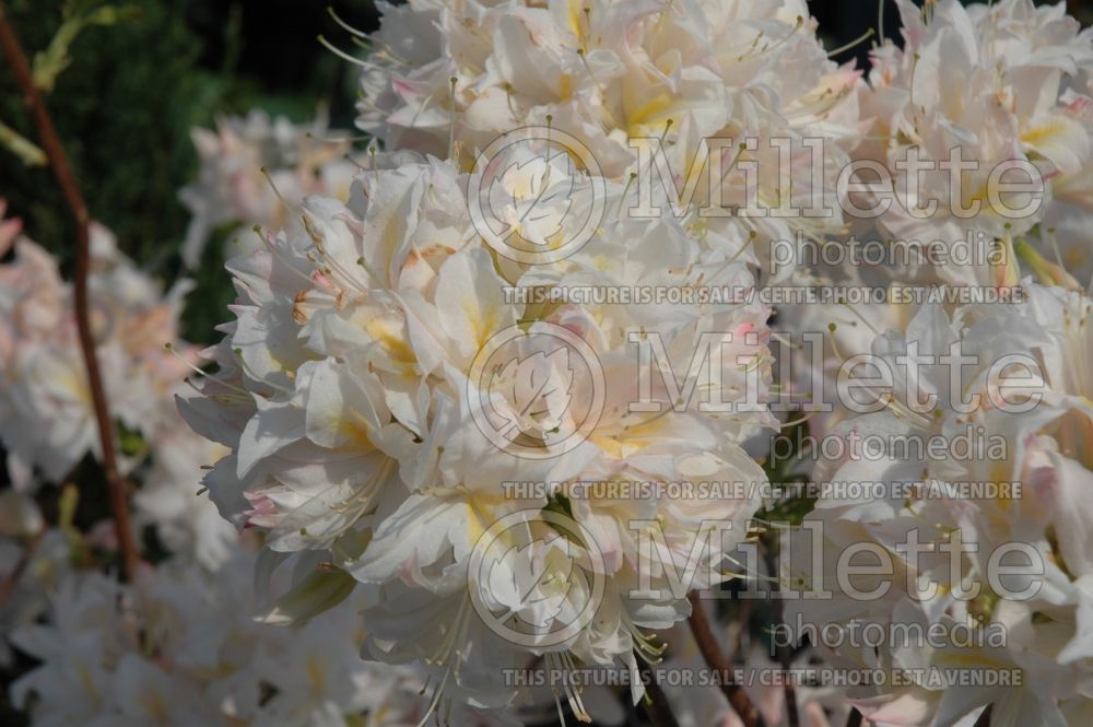 Rhododendron or azalea White Lights (Azalea)  5