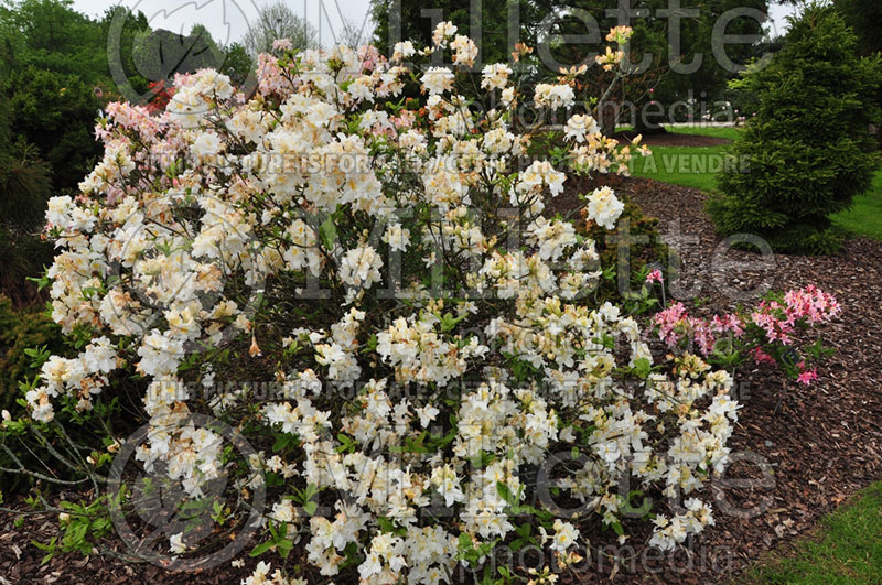 Rhododendron Oxydol (Rhododendron) 1