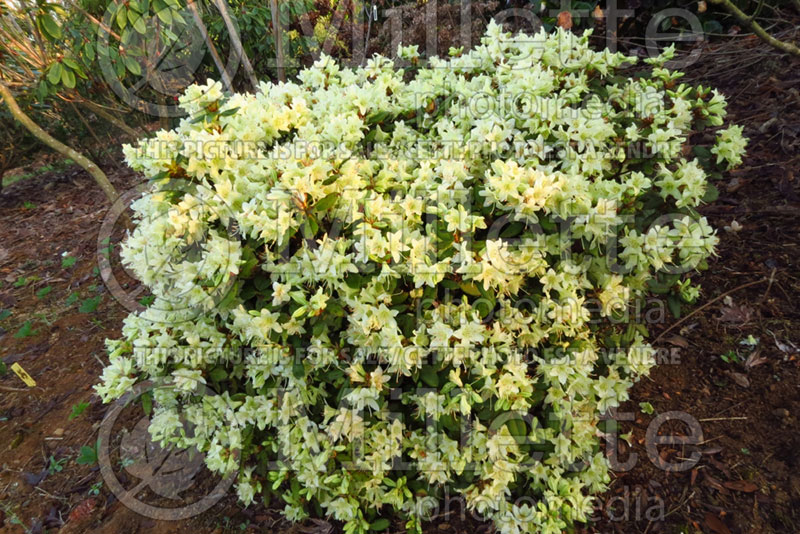 Rhododendron Patty Bee (Rhododendron azalea) 1