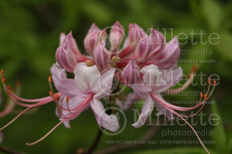 Rhododendron periclymenoides (Rhododendron) 1