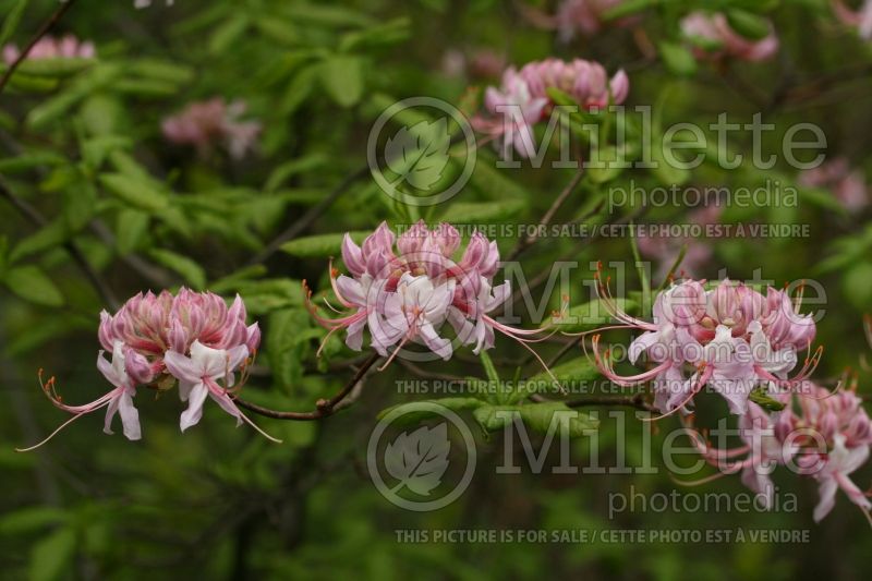 Rhododendron periclymenoides (Rhododendron) 2