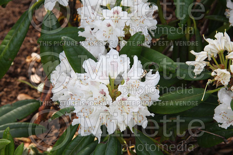 Rhododendron Peter Tigerstedt (Rhododendron Azalea)  1