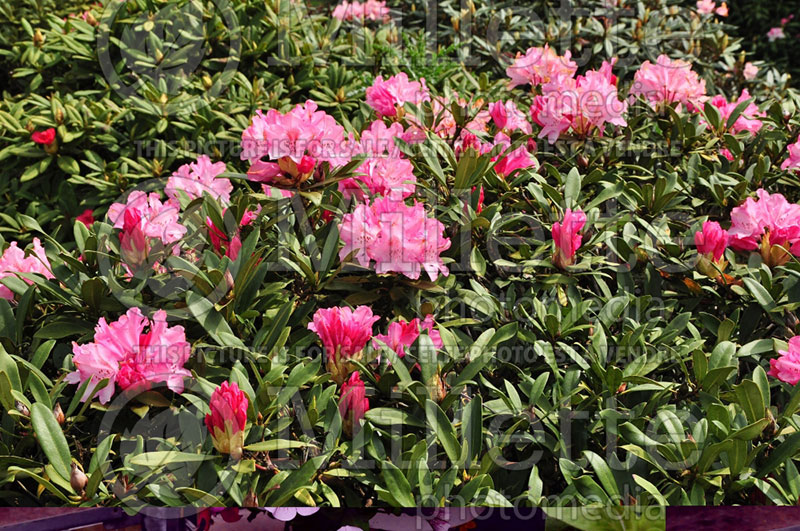 Rhododendron Pink Cherub (Rhododendron azalea) 1