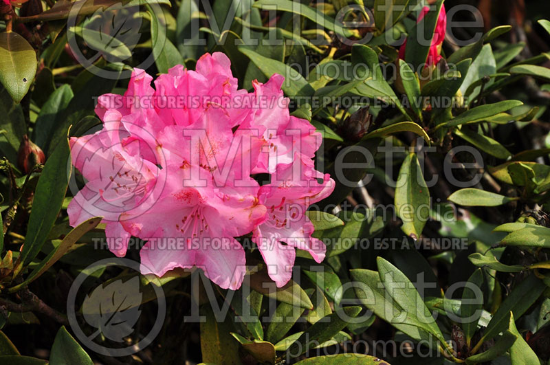 Rhododendron Pink Cherub (Rhododendron) 2