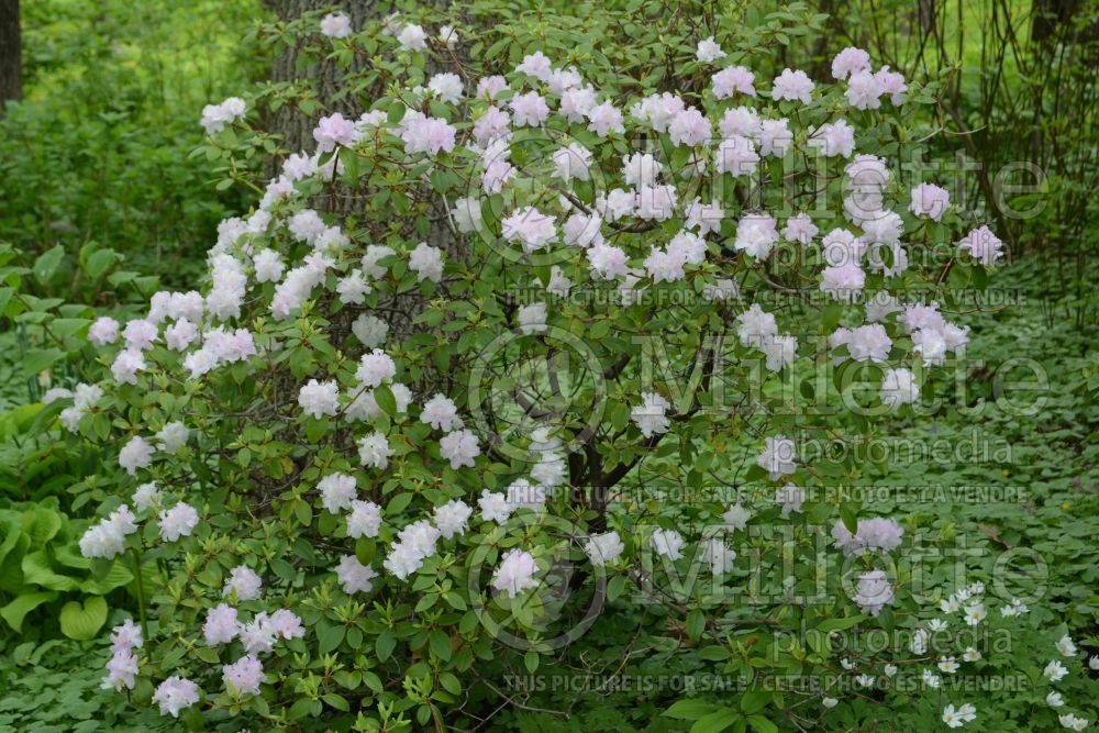 Rhododendron or azalea PJM White Form (Rhododendron Azalea) 1 