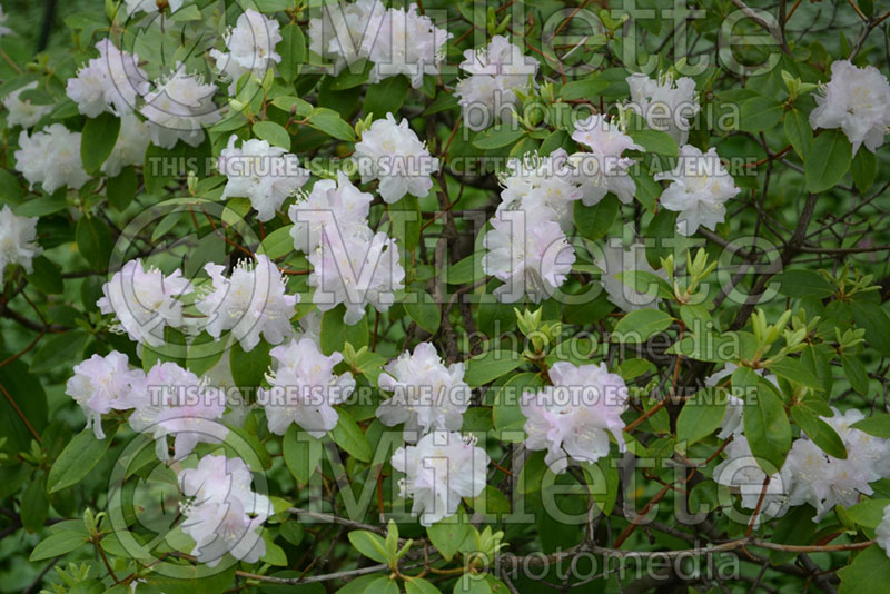 Rhododendron or azalea PJM White Form (Rhododendron Azalea) 2 