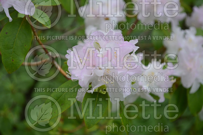 Rhododendron or azalea PJM White Form (Rhododendron Azalea) 3 