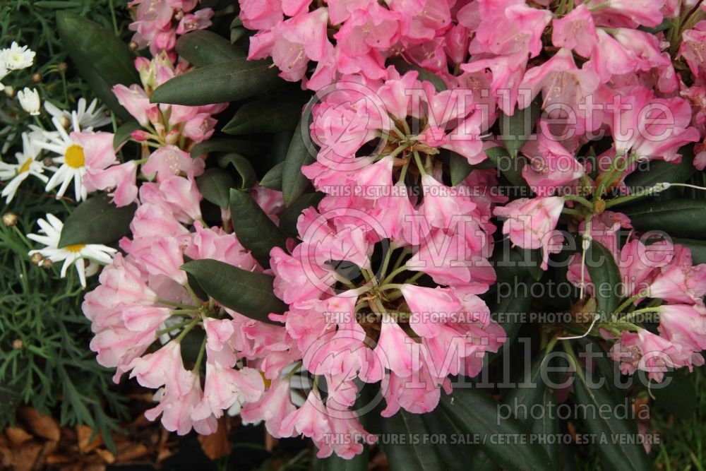 Rhododendron Polaris (Rhododendron azalea) 1