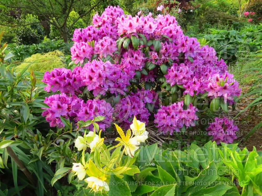 Rhododendron Polar Night aka Polarnacht (Rhododendron) 1